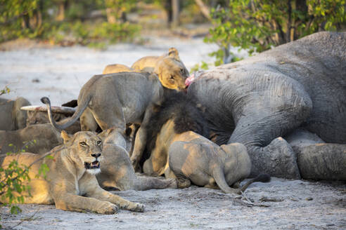 Ausgewachsene Löwen, die sich an einem toten Elefantenkadaver in einem Wildreservat laben. - MINF14575