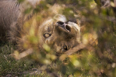 Ein großer männlicher Löwe, Panthera leo, ruht sich aus. - MINF14580