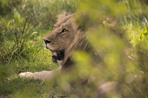 Ein großer männlicher Löwe, Panthera leo, ruht sich aus. - MINF14581