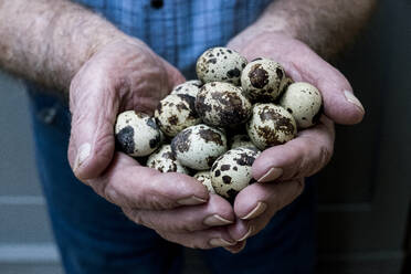Close up of person holding quail eggs in his hands. - MINF14592