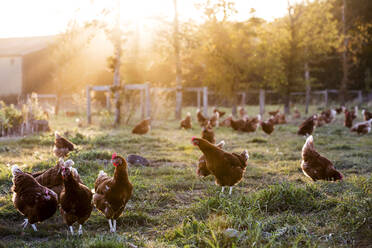 Freilandhühner auf einem Biobauernhof im frühen Morgenlicht. - MINF14597