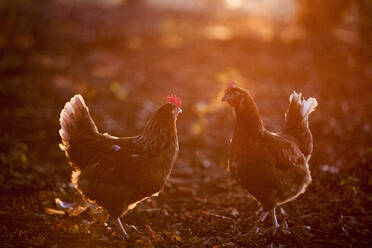 Ein freilaufendes Huhn in einem Waldgebiet im frühen Morgenlicht. - MINF14599