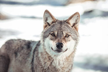 Wild wolf in winter forest near rock hill in sunny day in Les Angles, Pyrenees, France - ADSF00093