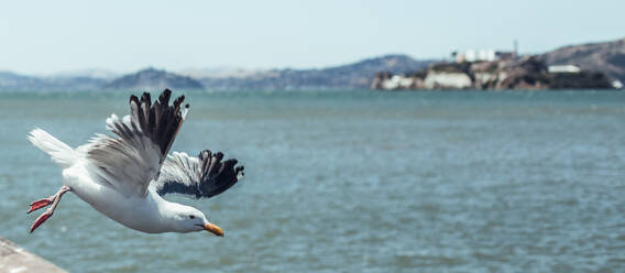 Bird flying on barrier on embankment near sea - ADSF00094