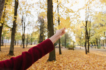 Crop-Ansicht von Lady's Hand hält gelben Ahornblatt im Herbst Wald in sonnigen Tag - ADSF00146