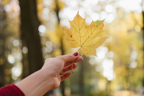 Crop view of lady's hand holding yellow maple leaf in autumn forest in sunny day - ADSF00147