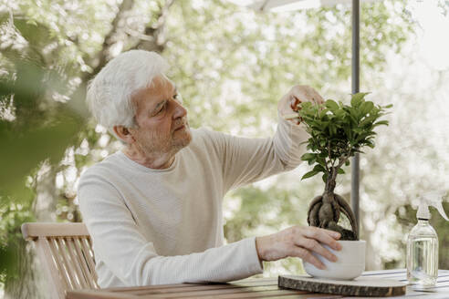 Senior man pruning bonsai plant - AFVF06706