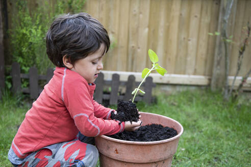 Ein kleiner Junge pflanzt in einem Garten einen Sonnenblumensetzling in einen Blumentopf. - CUF55655