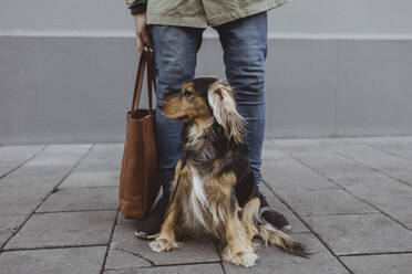 Dog sitting in front of man against building on footpath - MASF19248