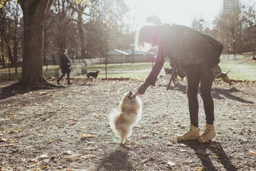 Full length side view of woman playing with Pomeranian dog at park - MASF19266