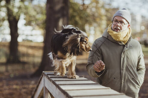 Mann schaut auf Hund, der an einem sonnigen Tag auf einem Hindernisparcours läuft - MASF19267