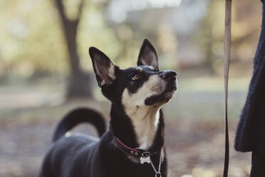 Schwarzer Hund schaut zum Park auf - MASF19269