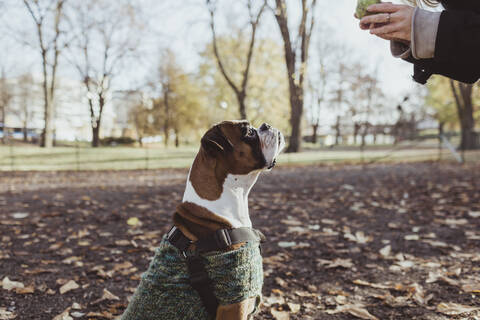 Seitenansicht eines Boxerhundes mit Blick auf eine Tierhalterin, die einen Tennisball im Park hält, lizenzfreies Stockfoto