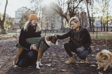 Frauen kauernd beim Streicheln eines Boxerhundes im Park im Herbst - MASF19281