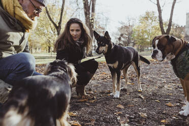 Mann und Frau kauern bei Hunden im Park - MASF19282