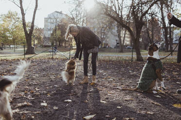 Frau spielt in voller Länge mit Pomeranian im Park - MASF19285