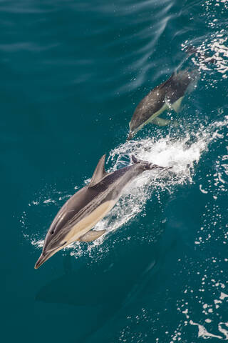 High angle view of two Bottlenose Dolphins swimming close to surface in the Atlantic Ocean. stock photo