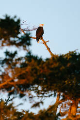 Portrait of a bald eagle sitting on a bare tree branch at sunset - CAVF86764