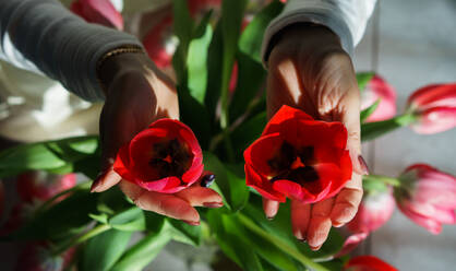 Frau hält zwei rote Tulpen in den Händen. - CAVF86777