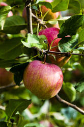 Roter Apfel auf einem Baumzweig - NGF00566
