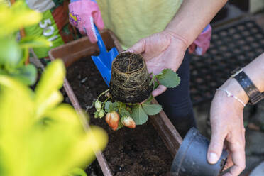 Family gardening during Coronavirus lockdown, two people potting up plants - CUF55680