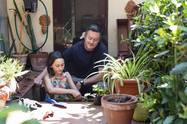 Family gardening during Coronavirus lockdown, father and daughter potting up plants in a small garden. - CUF55681