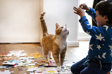 Young child playing indoors with ginger tabby cat. - CUF55748