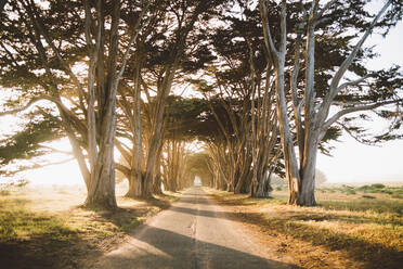 Narrow countryside road going through amazing tree tunnel on sunny day in beautiful nature - ADSF00224