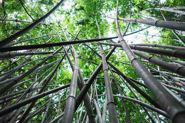 Von unten aufgenommener hoher Bambuswald mit grünem Laub, der im Qingxiu Mountain Park, Nanning, China, heranwächst - ADSF00272