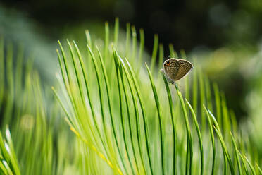 Close-up shot of tiny butterfly on lush green Cycas leaf in sunlight, Qingxiu Mountain, Nanning, China - ADSF00275