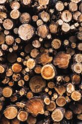 Closeup view of heap of wooden logs of different diameter - ADSF00276