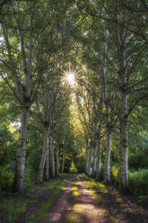Germany, Baden-Wuerttemberg, Constance district, Birkenallee, Sun shining through birch trees along dirt road - ELF02156