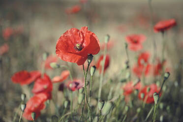 Red poppies growing in field - ELF02158