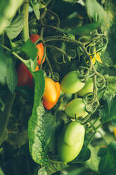 Tomatoes growing on branches - ADSF00427