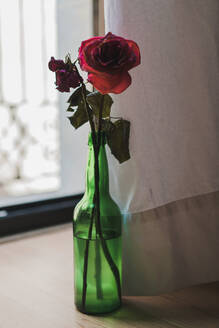 Close-up of red fading roses in green glass bottle on wooden table with white fabric curtain waving near - ADSF00598