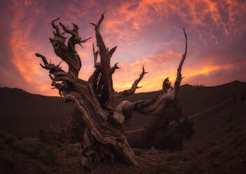 Heller Sonnenuntergangshimmel über einem wunderschönen toten Baum in einer herrlichen Landschaft an der Westküste der USA - ADSF00730