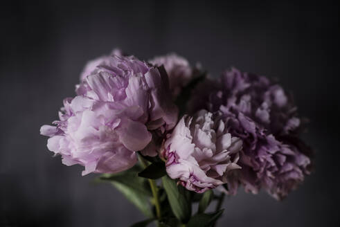 Bunch of pretty pink peonies standing near black wall in dark room - ADSF00736