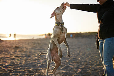 Funny dog on beach - ADSF00836