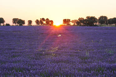 Lavendelfeld bei Sonnenuntergang - ADSF00847