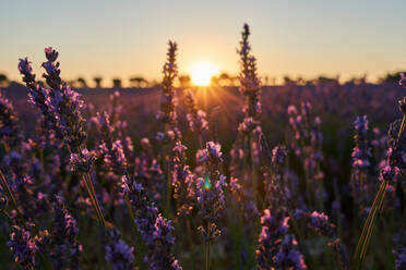Lavendelfeld bei Sonnenuntergang - ADSF00848