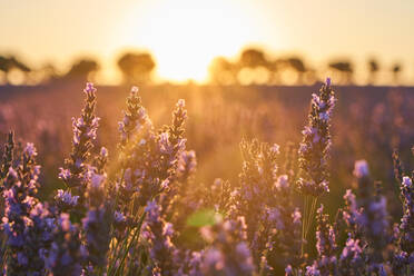Lavendelfeld bei Sonnenuntergang - ADSF00849