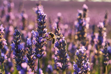 Lavender field at sunset - ADSF00852