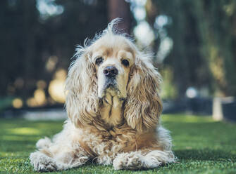 Lustiger Hund zwischen Pflanzen auf dem Boden liegend - ADSF00876