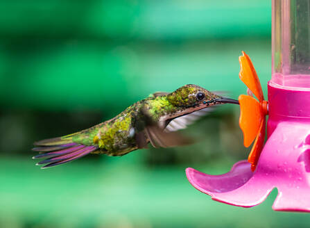 Amazing hellen Kolibri trinken Wasser aus Kunststoff Blume auf Flasche auf unscharfen grünen Hintergrund - ADSF00878