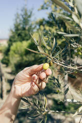 Young woman picking up olives from an olive tree - ADSF00898