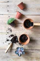 Succulent pot from above - ADSF00918