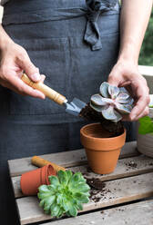 Crop person planting beautiful cactus plant - ADSF00921