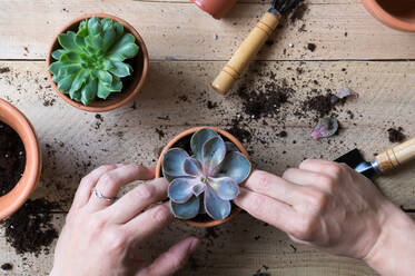 Crop person planting beautiful cactus plant - ADSF00923