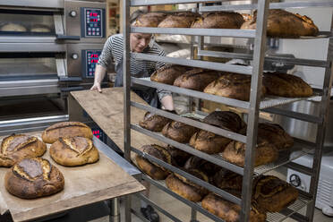 Artisan bakery making special sourdough bread, racks of baked bread with dark crusts. - MINF14619