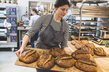 Artisan baker holding a tray of special sourdough bread. - MINF14621